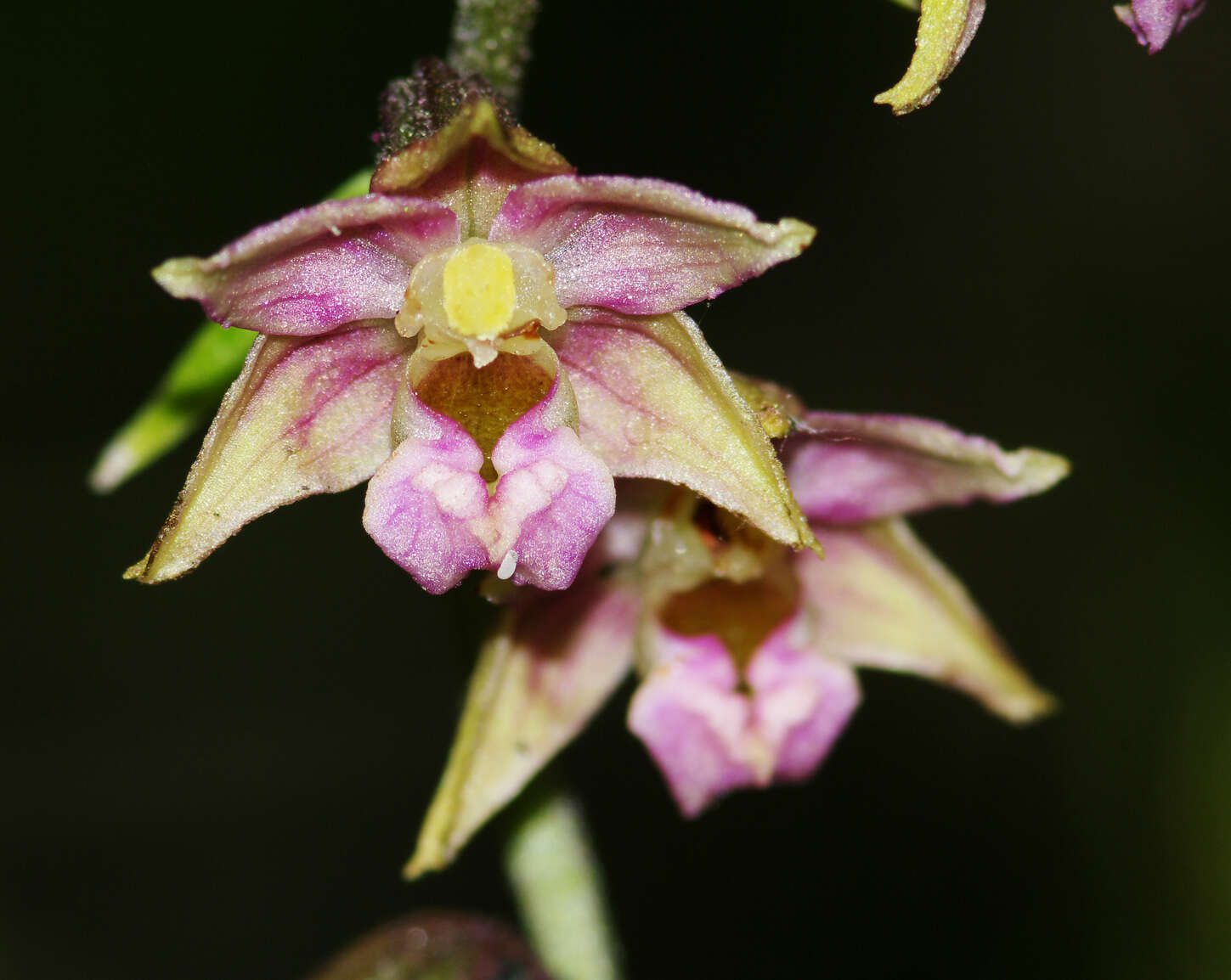 Image of Broad-leaved Helleborine