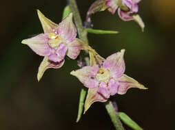 Image of Broad-leaved Helleborine