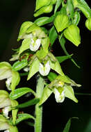 Image of Broad-leaved Helleborine