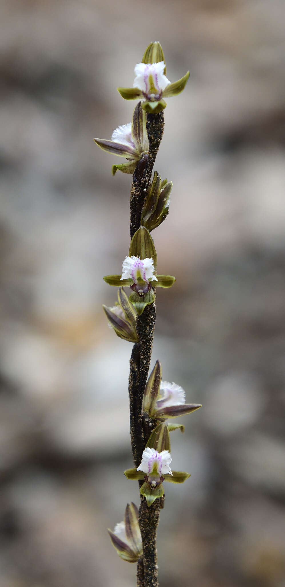 Imagem de Prasophyllum fimbria Rchb. fil.