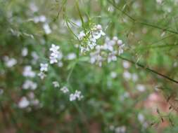 Galium pumilum Murray的圖片