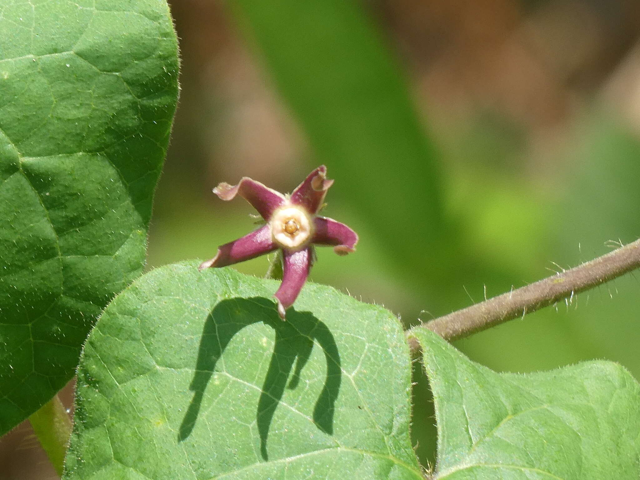 Sivun Matelea obliqua (Jacq.) R. E. Woodson kuva