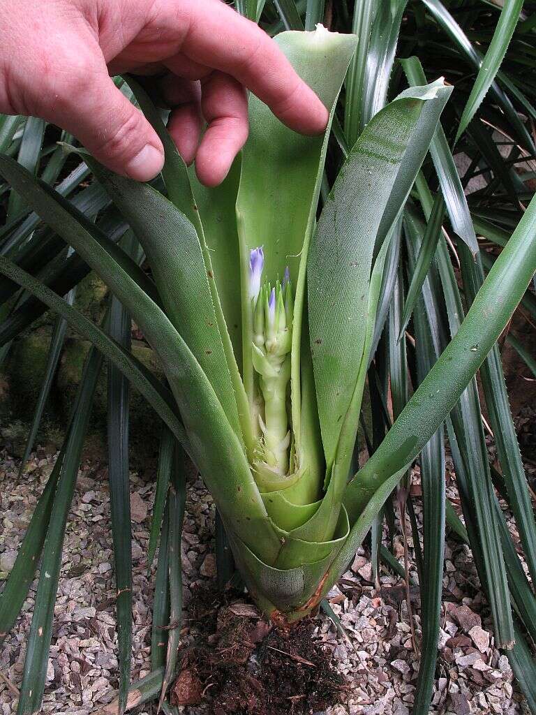 Image of Neoregelia bahiana (Ule) L. B. Sm.