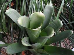 Image of Neoregelia bahiana (Ule) L. B. Sm.