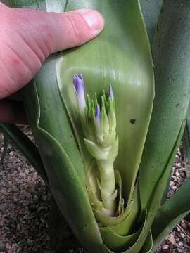 Image of Neoregelia bahiana (Ule) L. B. Sm.