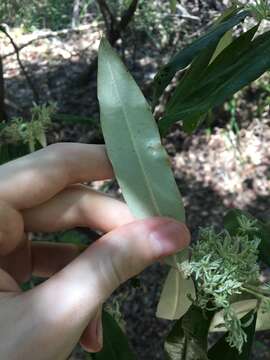 Imagem de Nematolepis squamea (Labill.) Paul G. Wilson