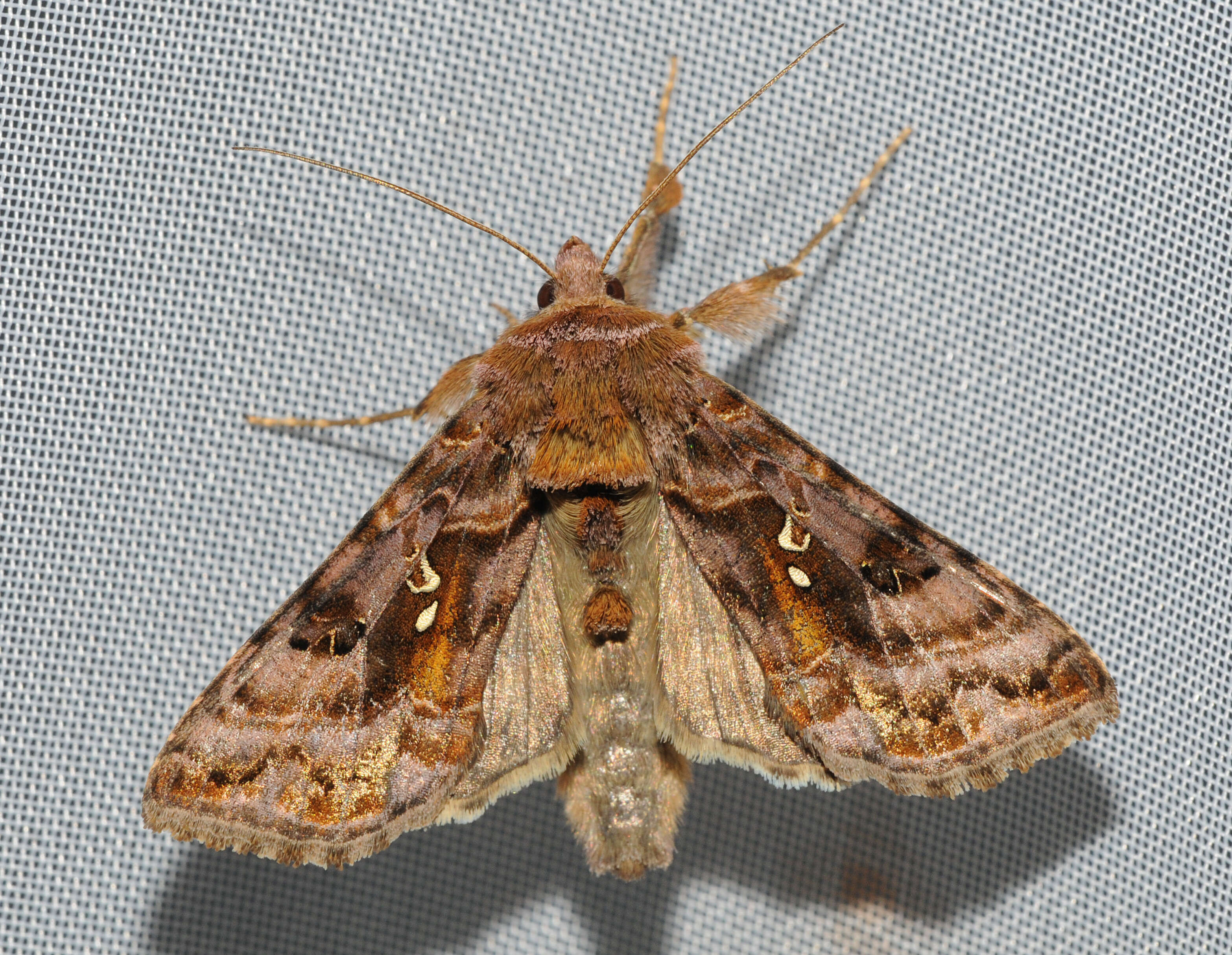 Imagem de Autographa pulchrina Haworth 1802