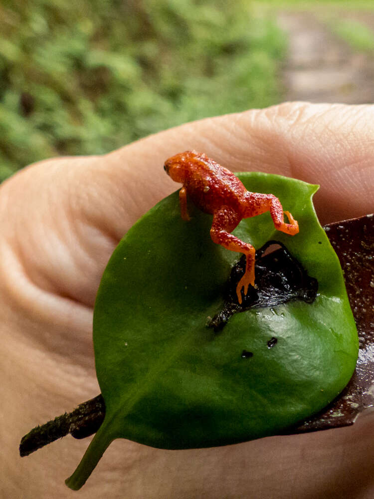 Image of Red Pumpkin Toadlet