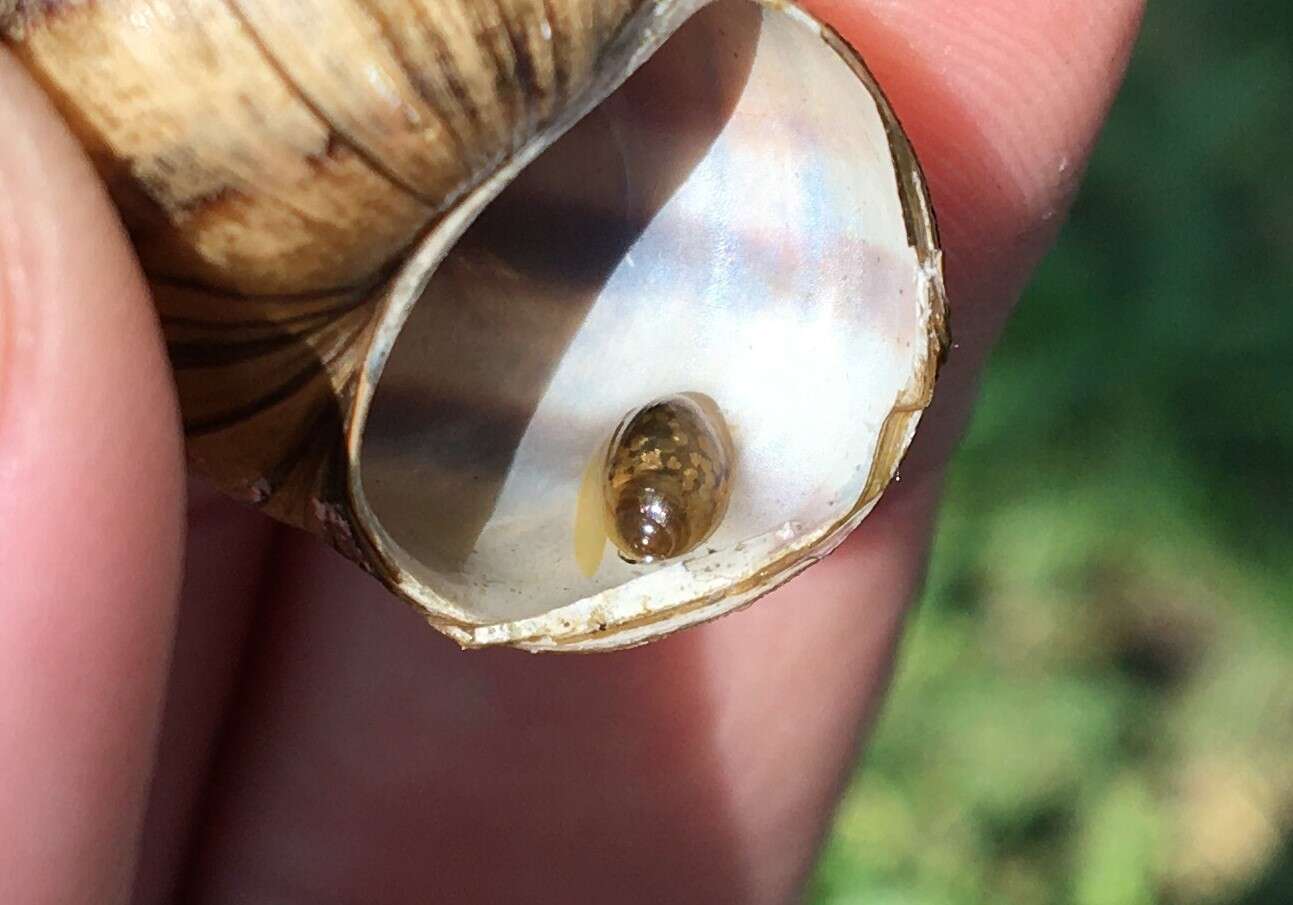 Image of Common Bladder Snail