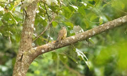 Image of Flavescent Bulbul