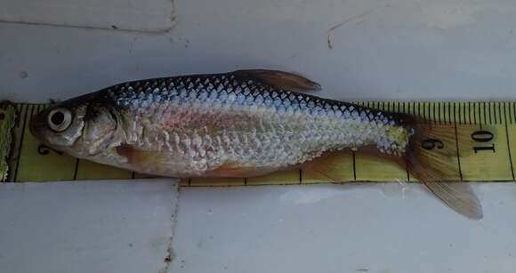 Image of Straightfin Barb