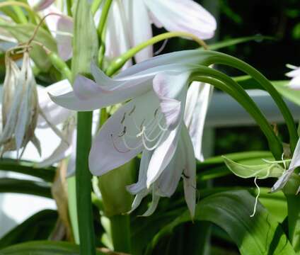 Image of Crinum moorei Hook. fil.