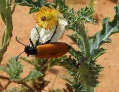 Image of Blister Beetle