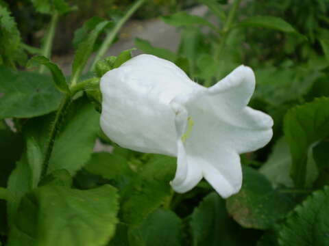 Image of Canterbury Bells