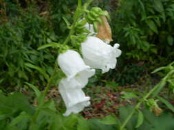 Image of Canterbury Bells