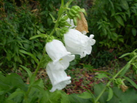 Image of Canterbury Bells