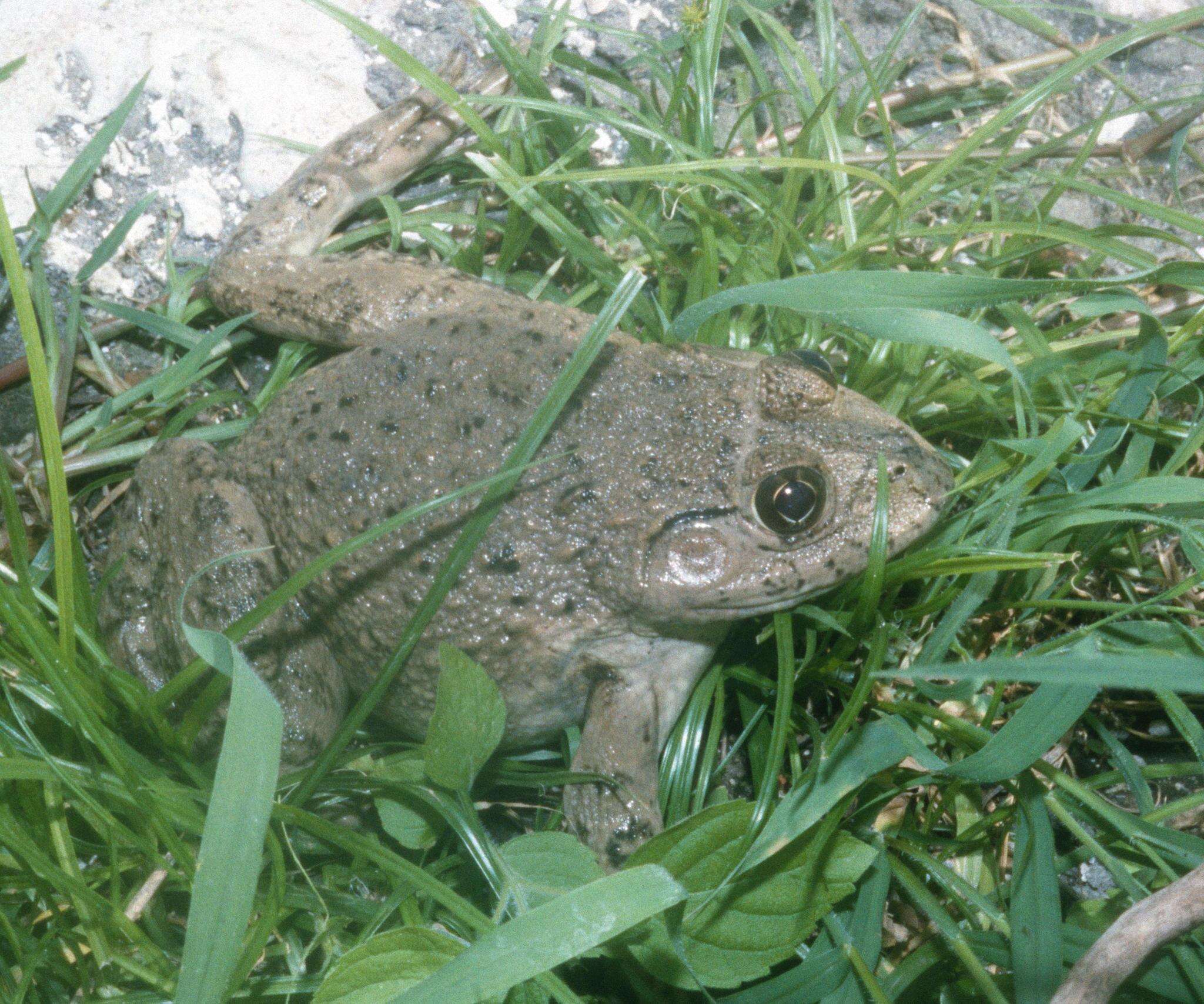 صورة Hoplobatrachus occipitalis (Günther 1858)