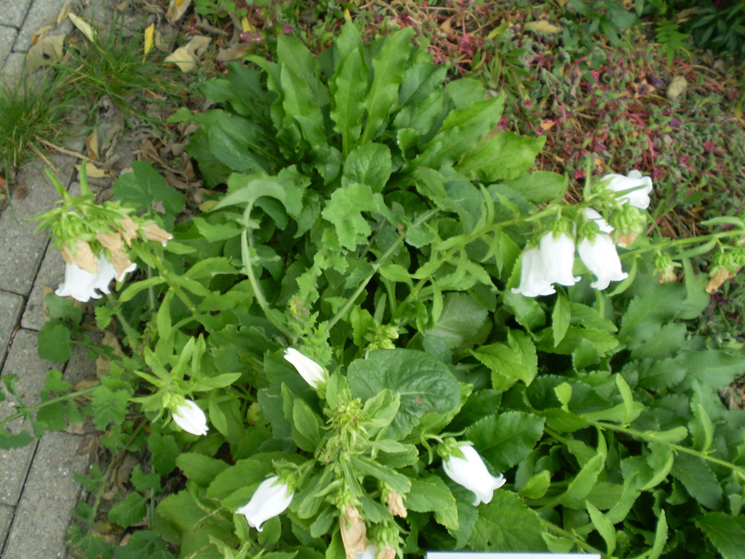 Image of Canterbury Bells