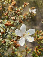 Image of Xerochlamys itremoensis Hong-Wa