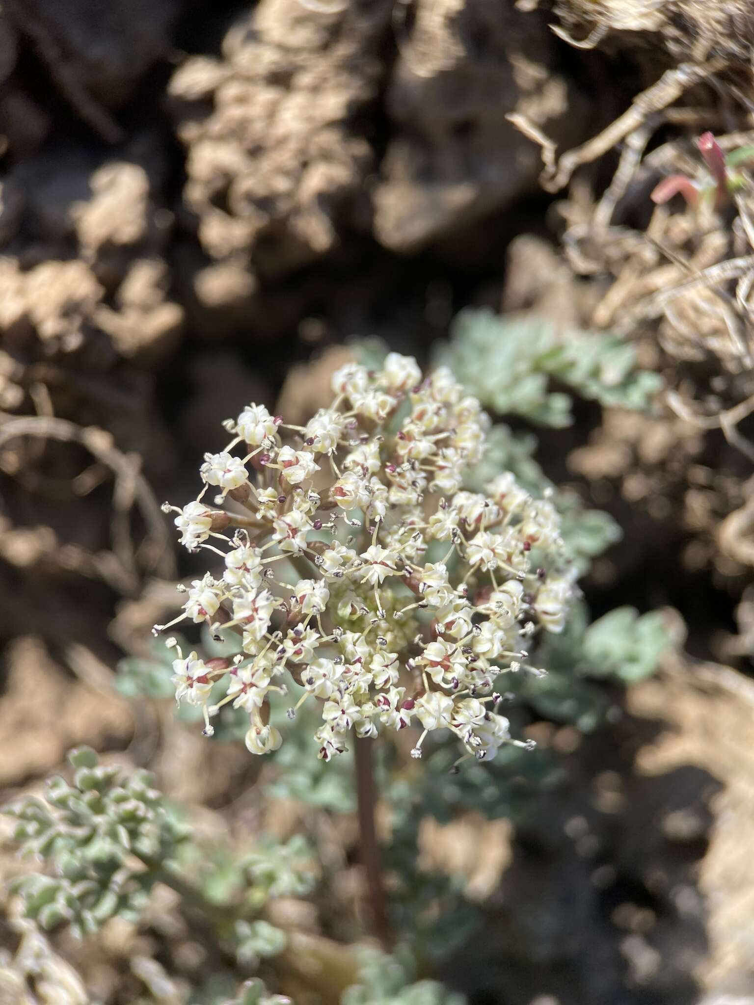 Lomatium canbyi (Coult. & Rose) Coult. & Rose resmi