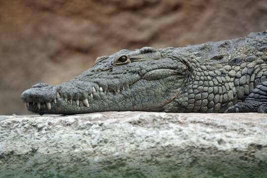 Image of Crocodilia