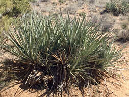 Yucca baccata Torr. resmi