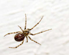 Image of Steatoda