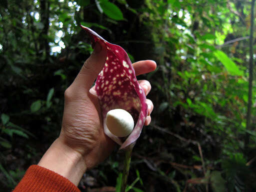 Image of Amorphophallus beccarii Engl.