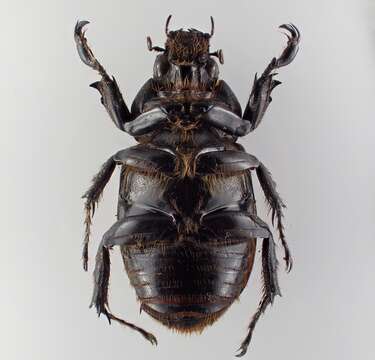 Image of Cyclocephala mafaffa Burmeister 1847