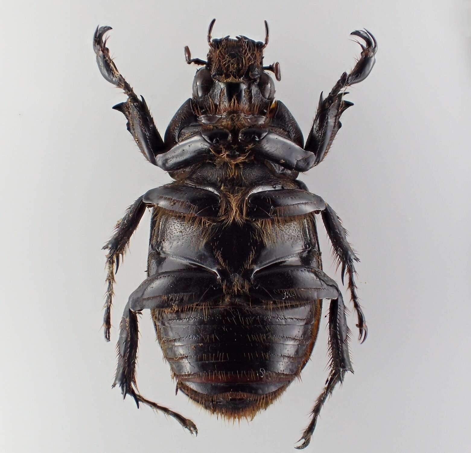 Image of Cyclocephala mafaffa Burmeister 1847