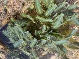 Image of Caulerpa sertularioides