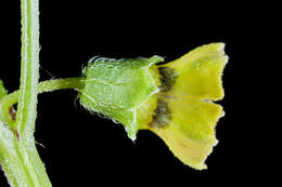 Image of Physalis ampla Waterf.