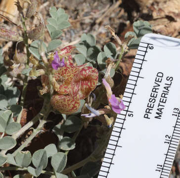 Image of freckled milkvetch