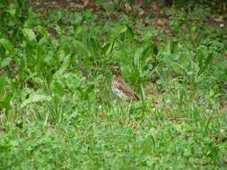 Image of Song Thrush