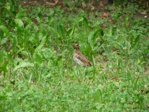 Image of Song Thrush