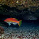 Image of Barred Hogfish