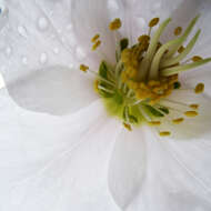 Image of black hellebore