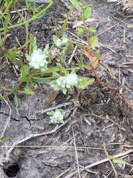 Image of spring pygmycudweed