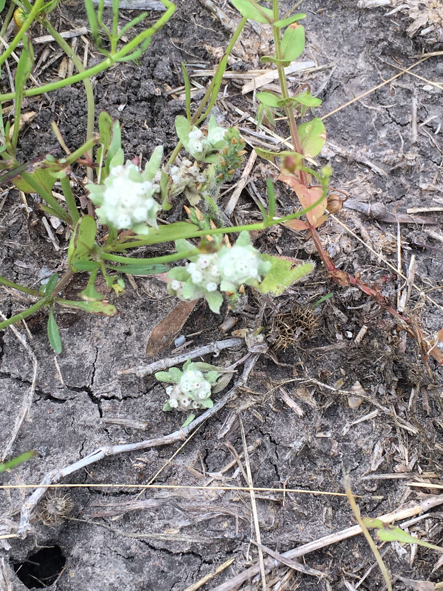 Image of spring pygmycudweed