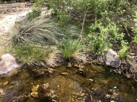 Image of Mountain Spike-Rush