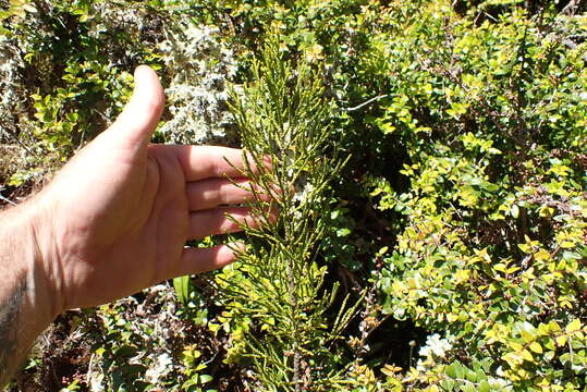 Image of Silver Pine