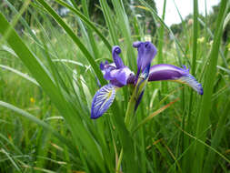 Image of Iris graminea L.