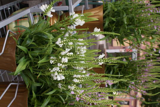 Image of obedient plant