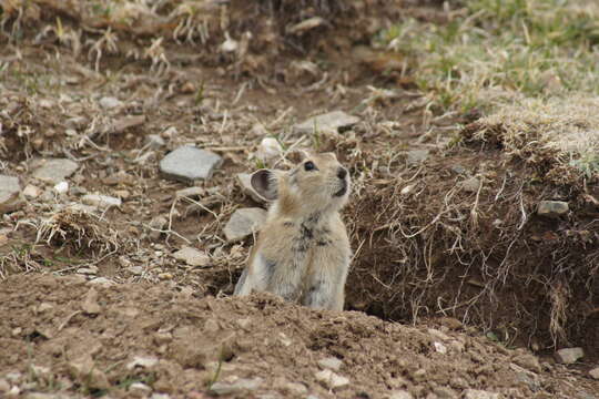 Image of Black-lipped Pika