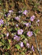 Phacelia douglasii var. petrophila Jeps. resmi