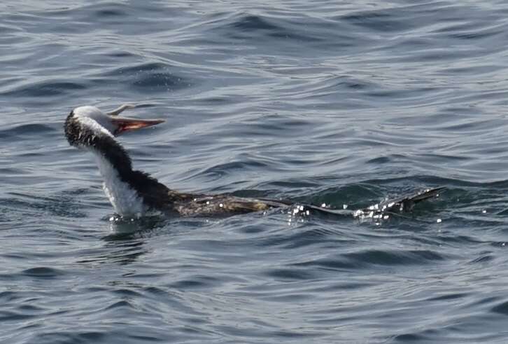 Image of Phalacrocorax varius hypoleucos (Brandt & JF 1837)