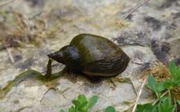 Image of Great Pond Snail