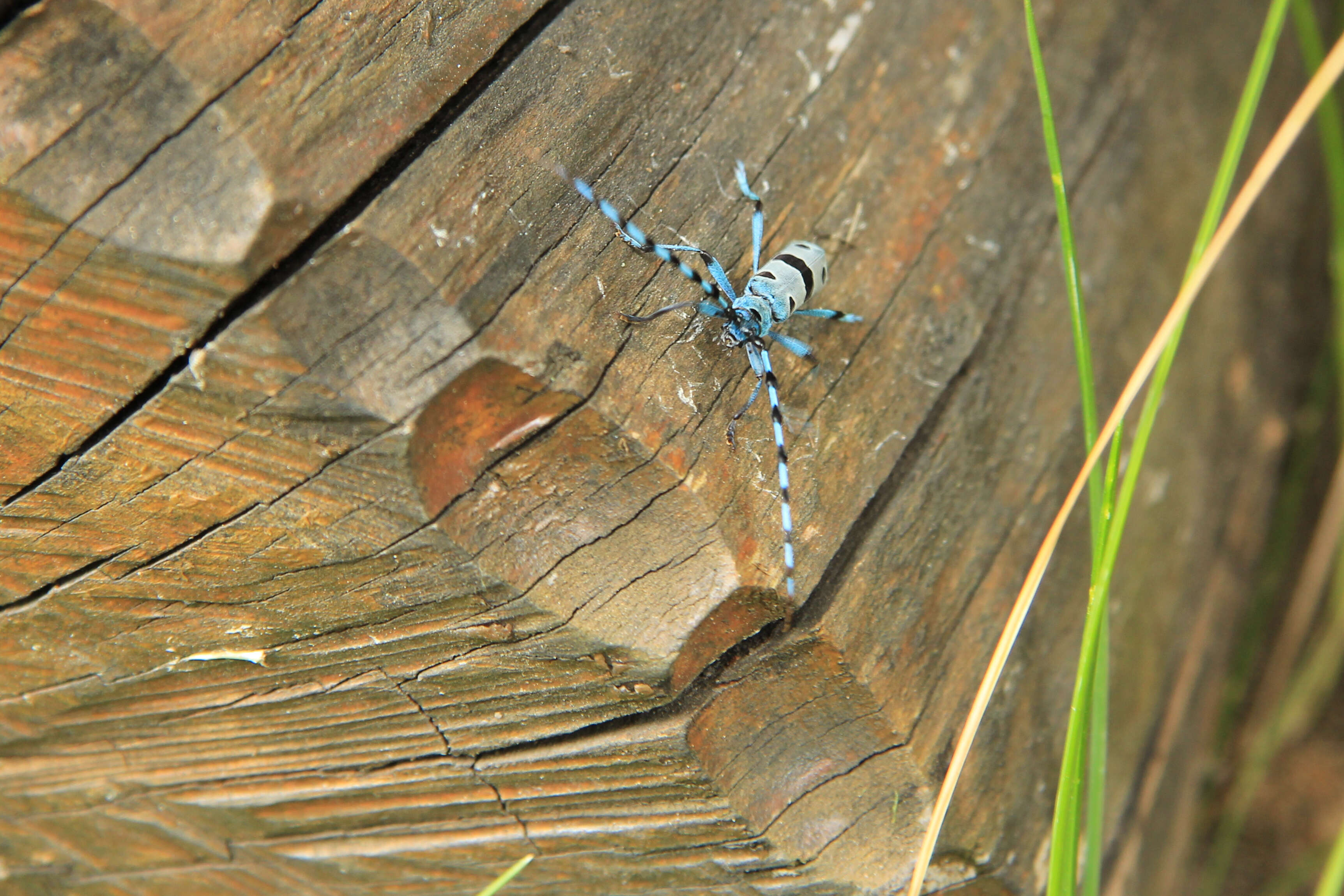 Image of Rosalia Longicorn