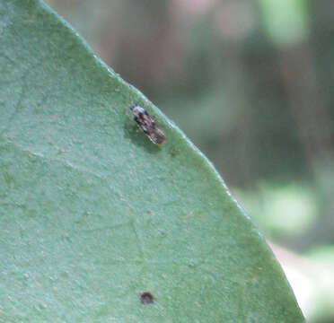 Image of Naochila parvella (Drake 1954)