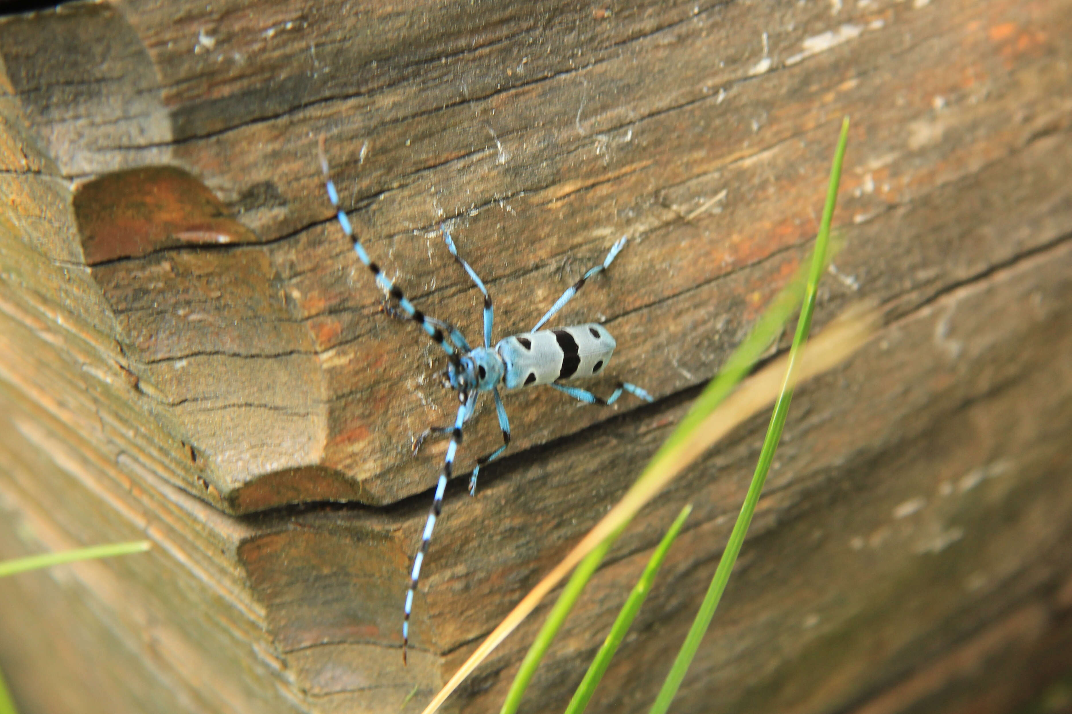 Image of Rosalia Longicorn